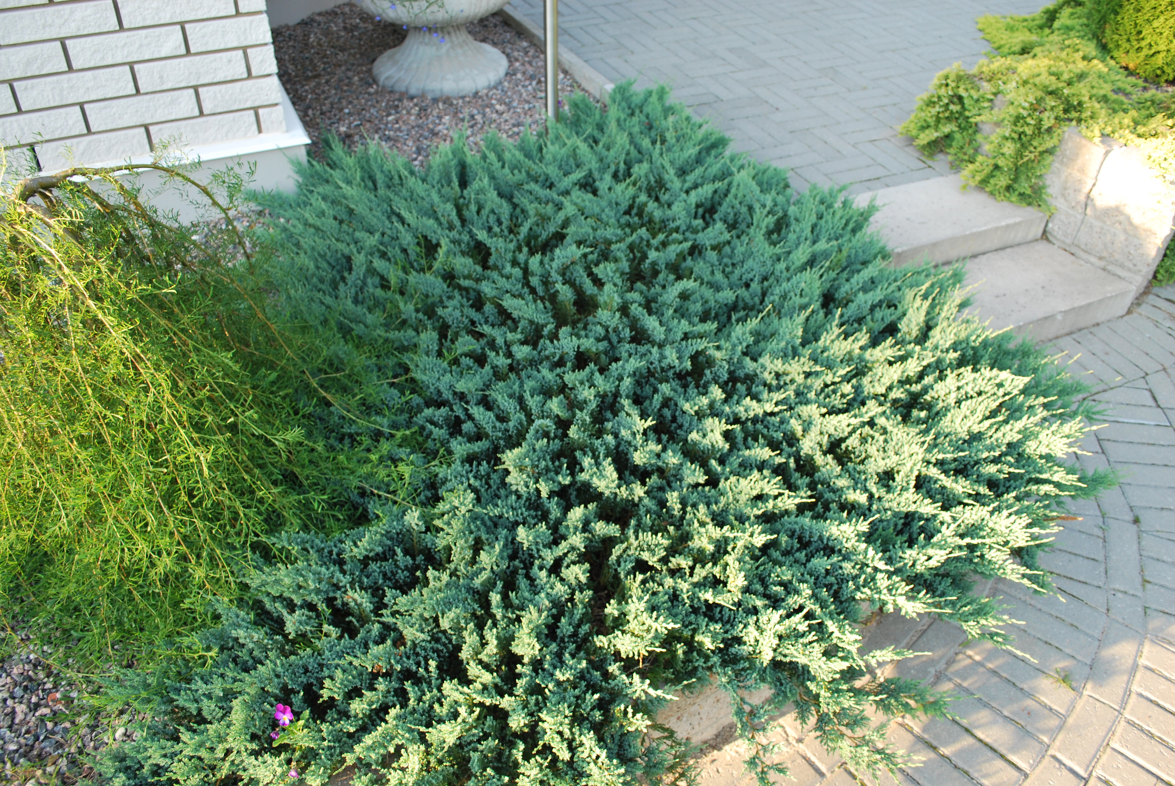 Можжевельник горизонтальный Блю Чип / Блу Чип, Juniperus horizontalis Blue Chip 3L, 25-30 cm - Фото №2